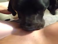 Dog eating the wet pussy of pet owner